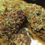 Buy Cannalope Kush Marijuana Online