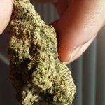 Buy Khalifa Kush Marijuana Online
