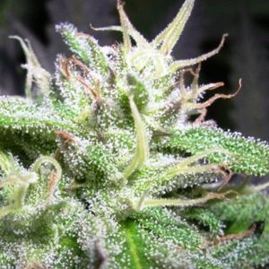 Buy Medical and recreational Marijuana Online
