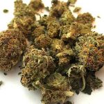 Buy Suzy Q CBD Hemp Flower Online